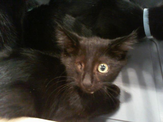 Adoptable Cat