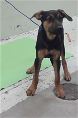 Adoptable Dog