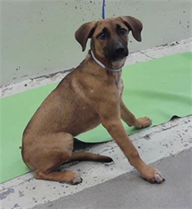Adoptable Dog