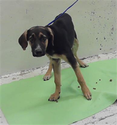 Adoptable Dog