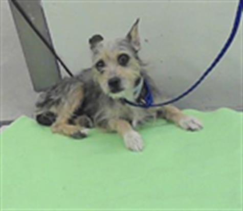 Adoptable Dog