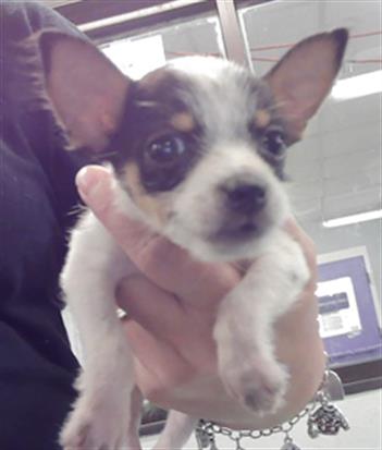 Adoptable Dog