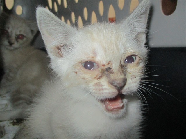 Adoptable Cat