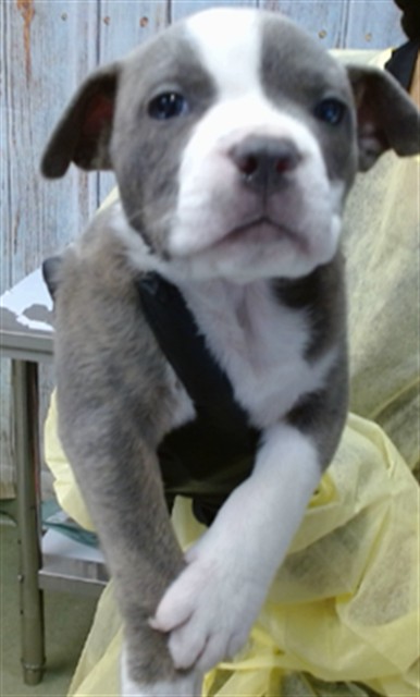 Mason