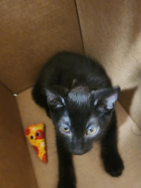*Jelly Roll (Mint