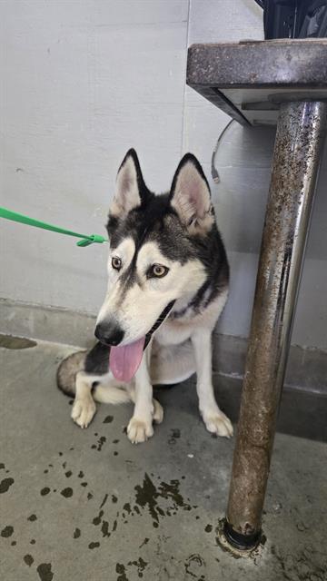 Adoptable Dog