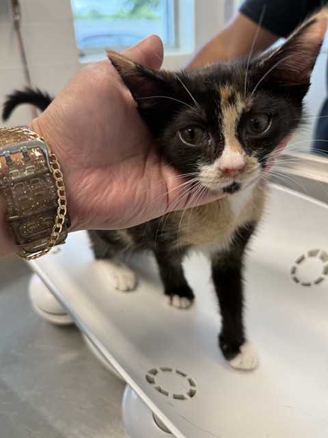 Adoptable Cat