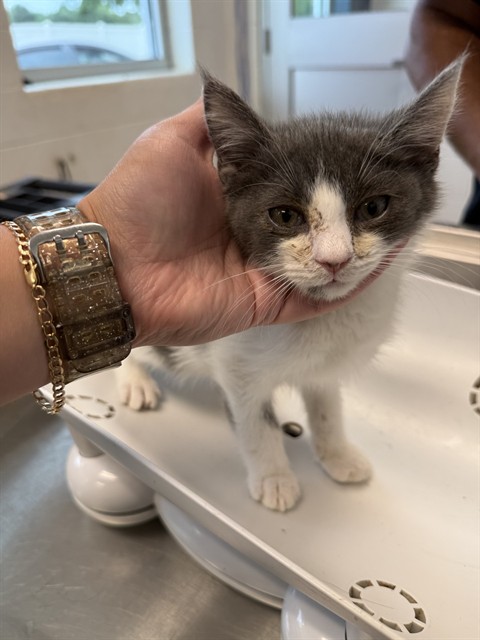 Adoptable Cat