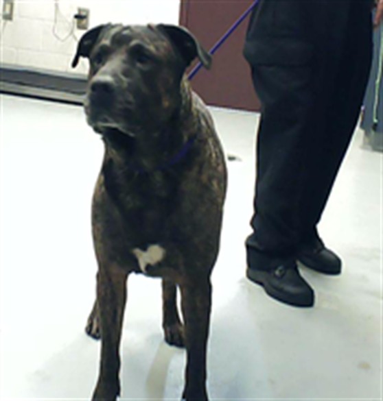 Adoptable Dog