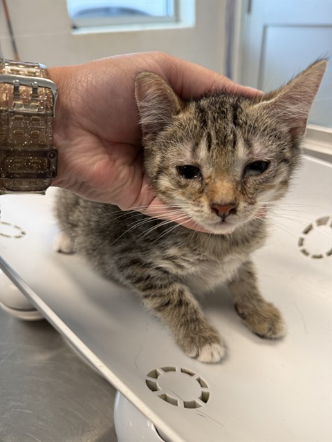 Adoptable Cat