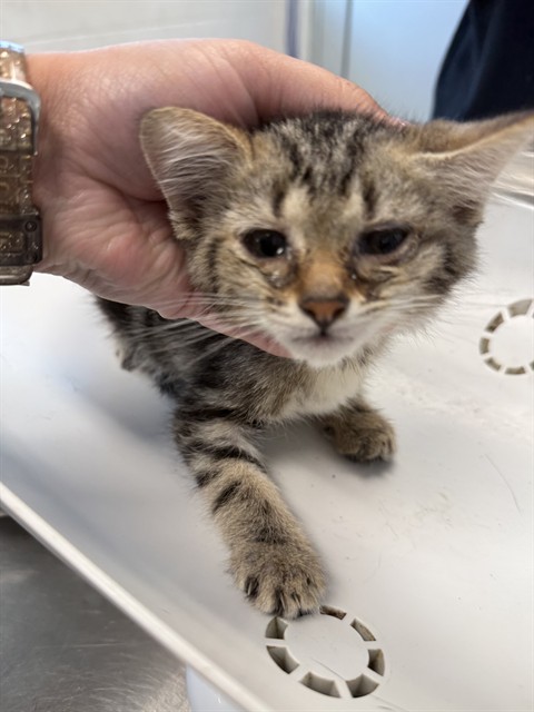 Adoptable Cat