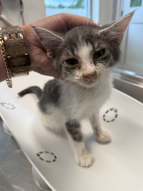 Adoptable Cat