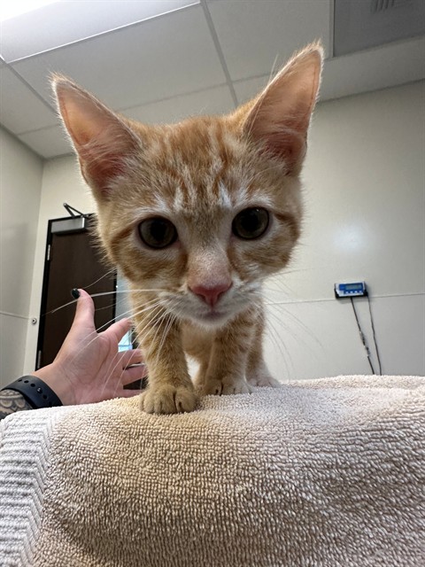 Tigger Purrkins