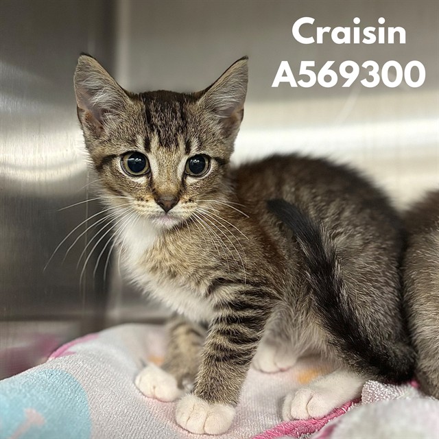 Craisin