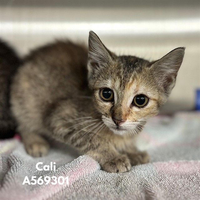 Cali