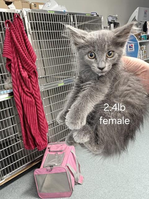 Adoptable Cat
