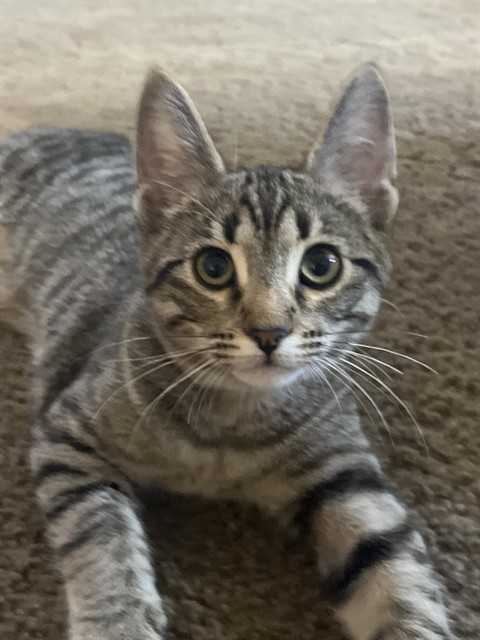Tiny
