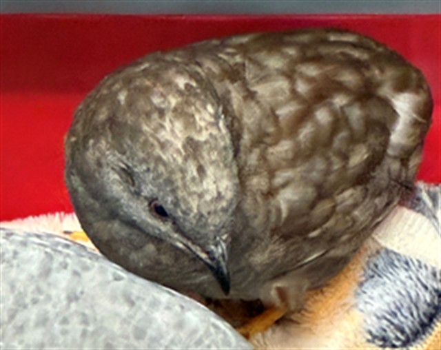 Adoptable Bird