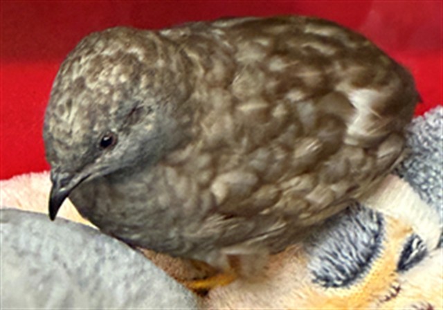 Adoptable Bird