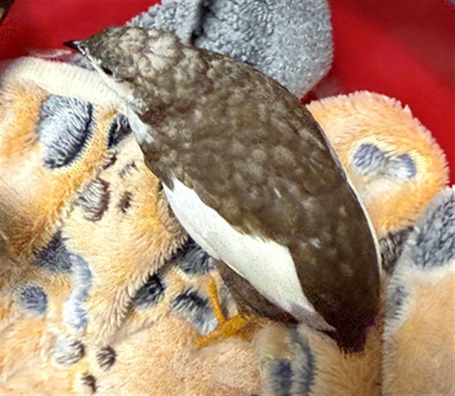 Adoptable Bird
