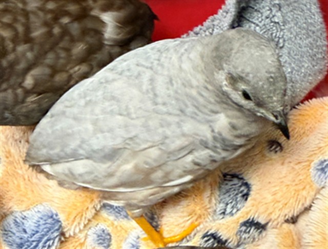 Adoptable Bird