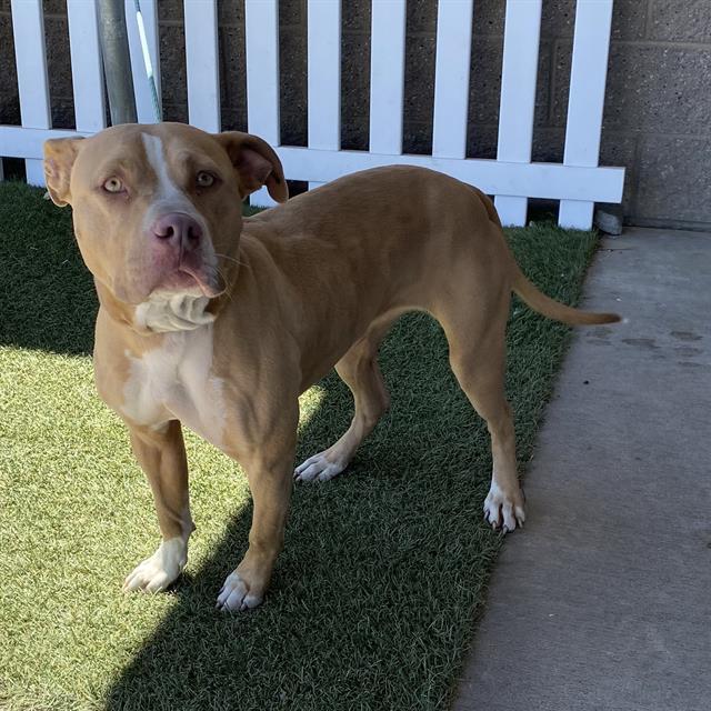 Adoptable Dog