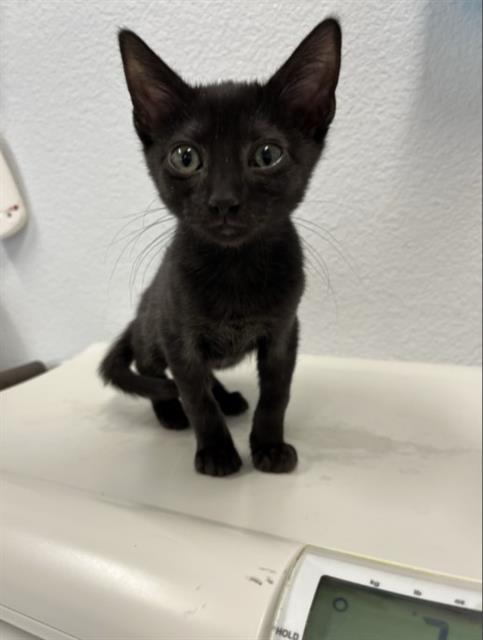 Nyx*