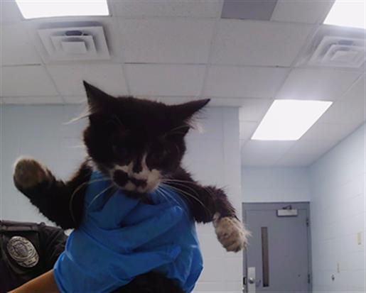 Adoptable Cat