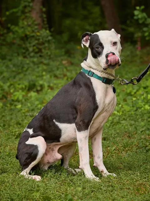 Pongo