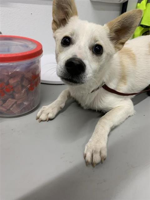 Adoptable Dog