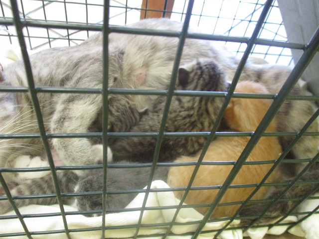 Adoptable Cat