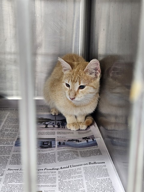 Adoptable Cat