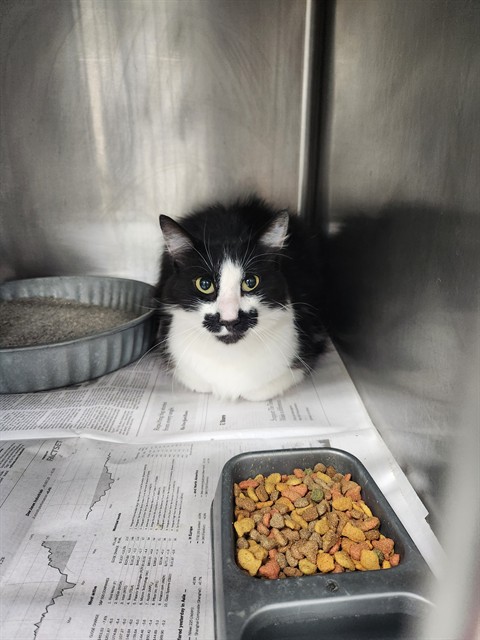 Adoptable Cat