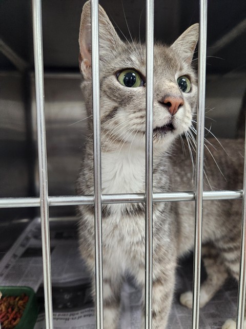 Adoptable Cat