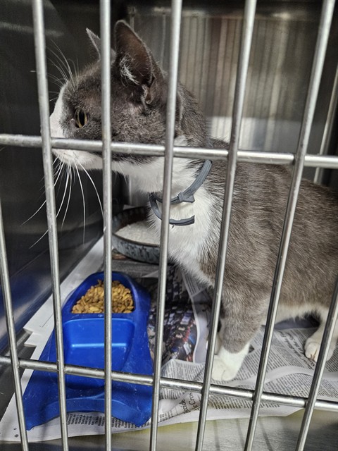 Adoptable Cat