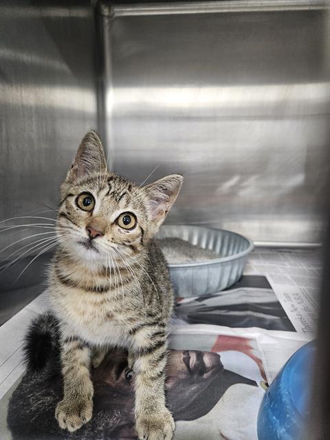 Adoptable Cat