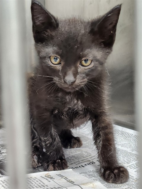 Adoptable Cat
