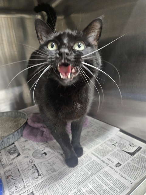 Adoptable Cat