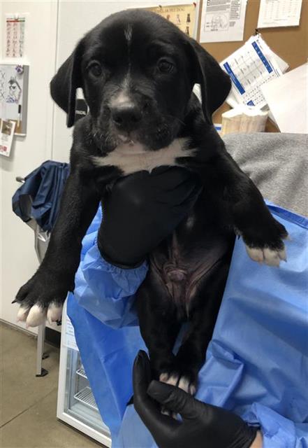 Adoptable Dog
