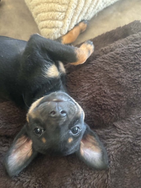Pip