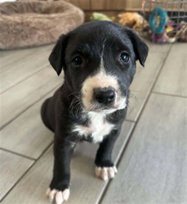 Pepper
