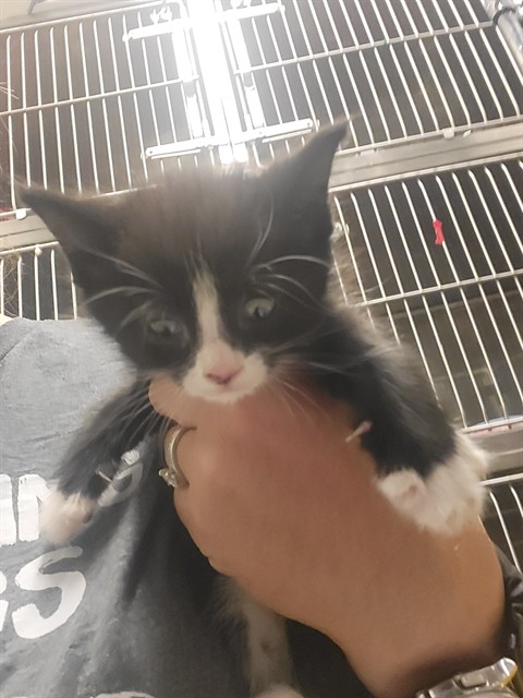 Tux
