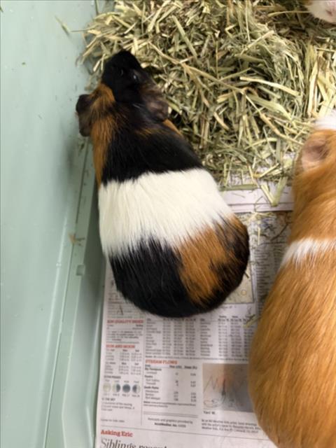 Tommy