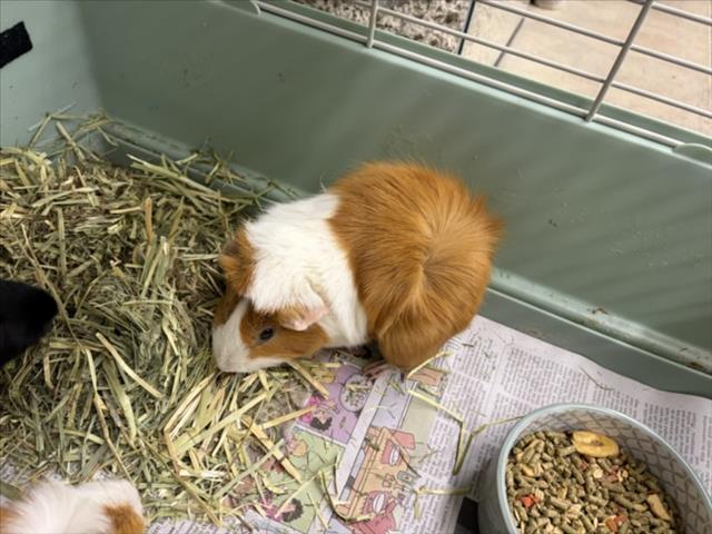 Bambino
