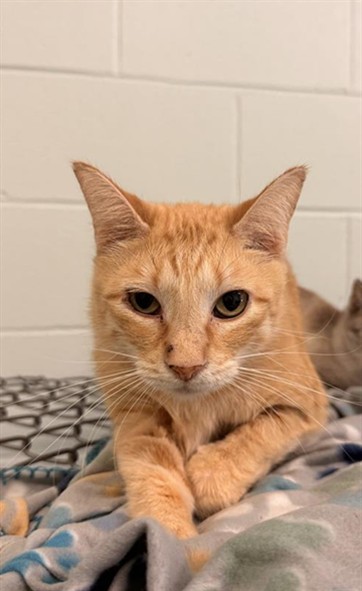 Lil Garfield