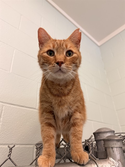 Ron (Big Garfield