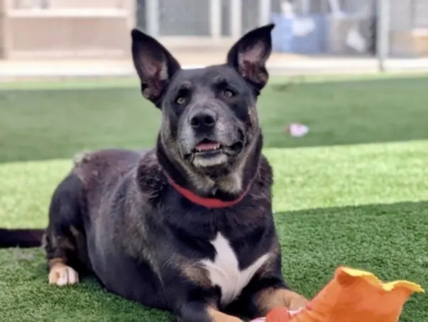 Nova