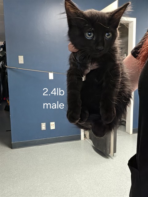 Adoptable Cat