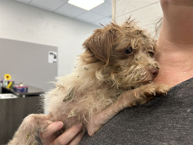 Adoptable Dog