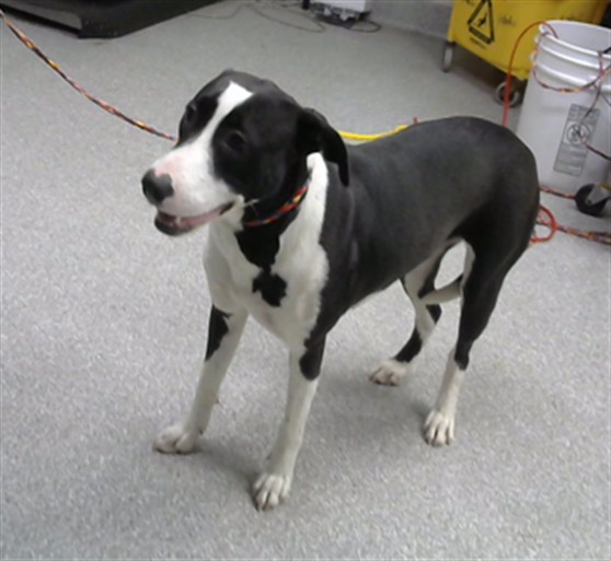 Adoptable Dog